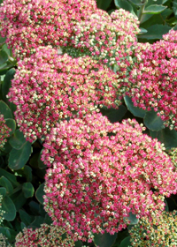 Sedum 'Pool Party'